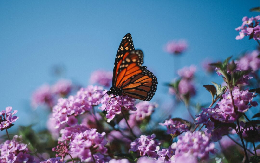 Butterfly in the Woods
