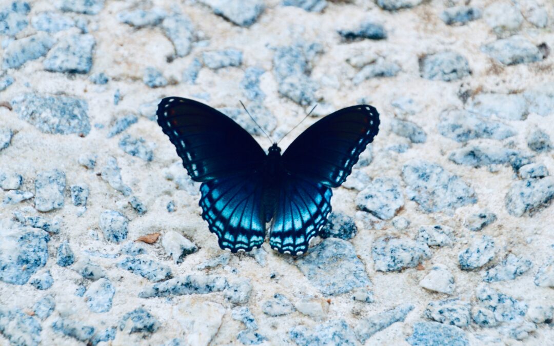 Look for the Butterflies