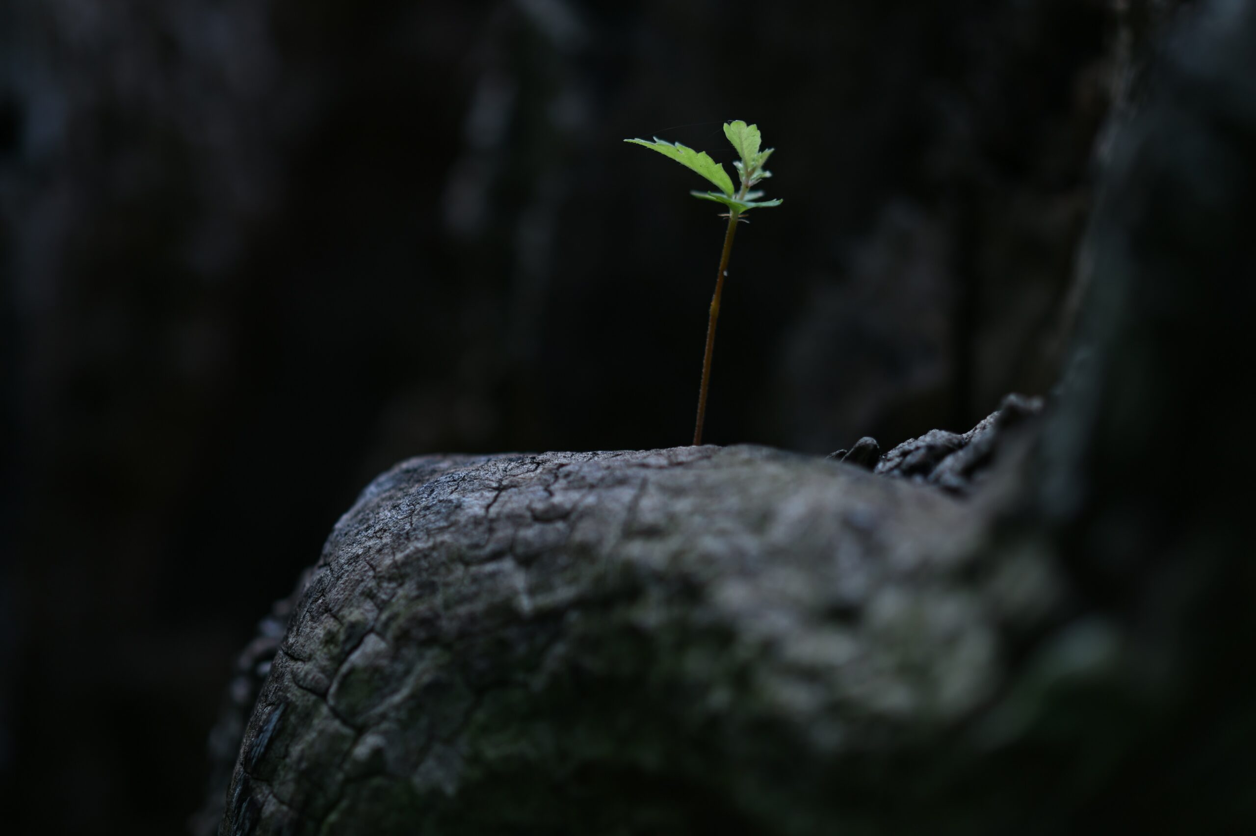 nagara-oyodo-kE0o9syjDZQ-unsplash