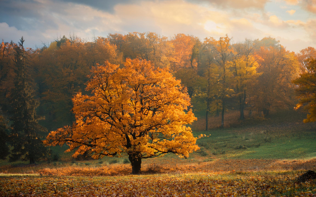 A Season for Grief, Gratitude, & Growth