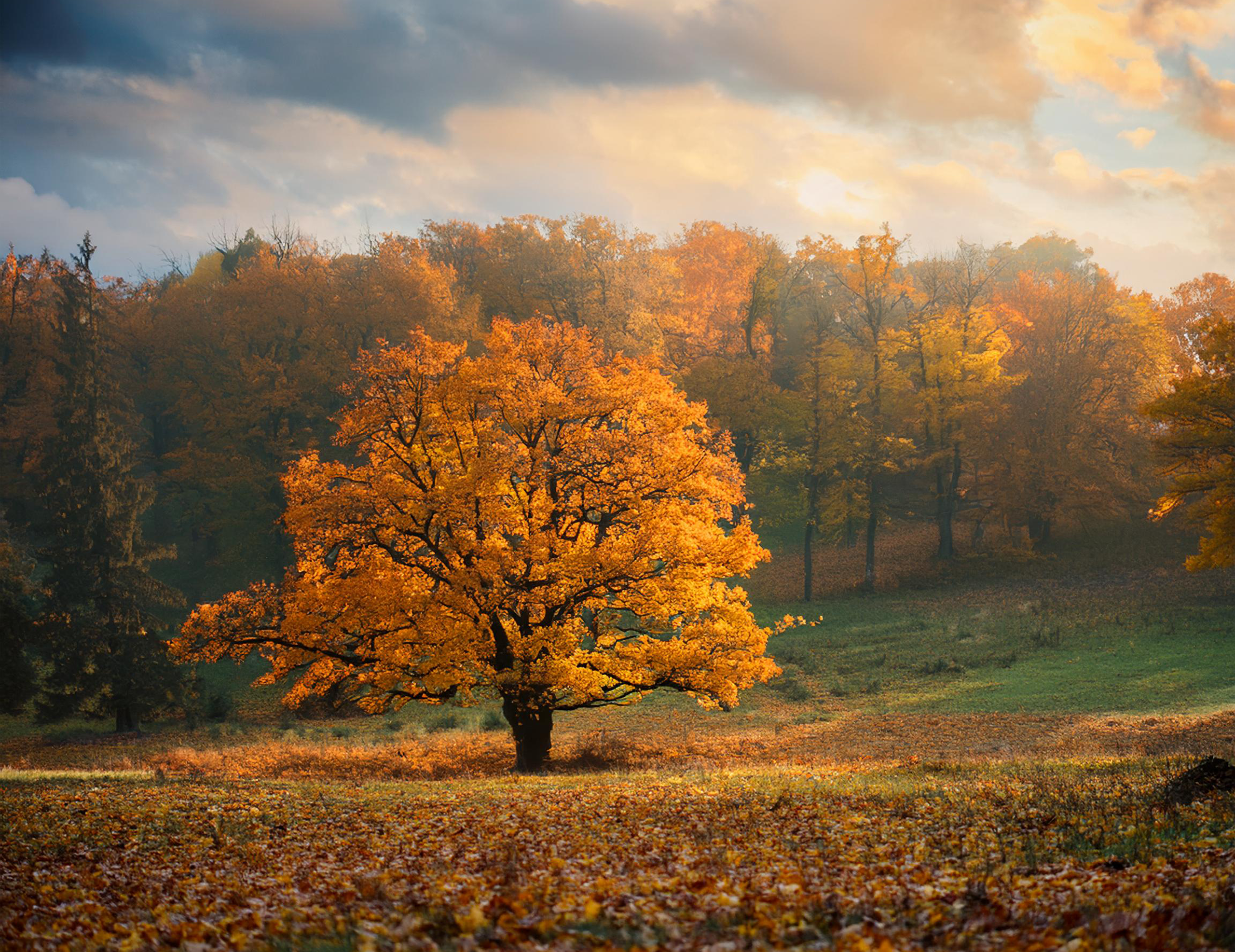 autumn-forest serene autumn scene